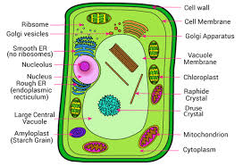 Plant cell coloring page answer key see more images here : Structure Of Plant Cell Mcq For Gpat Gate Csir Net Gpatindia Pharmacy Jobs Admissions Scholarships Conference Grants Exam Alerts