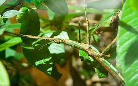 how long do stick insects live insectic