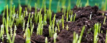 plant a new lawn with gr seed