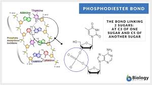 phosphoster bond definition and