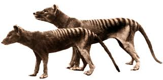 Thylacine , ( thylacinus cynocephalus ), also called marsupial wolf, tasmanian tiger , or tasmanian wolf , largest carnivorous marsupial of recent times, presumed extinct soon after the last captive individual died in 1936. The Tasmanian Tiger May Not Be Extinct Mysterious Sightings Suggest