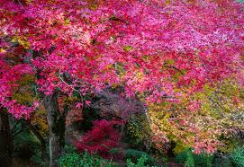 10 Gorgeous Trees With Red Leaves For A