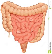 Résultat de recherche d'images pour "intestins"