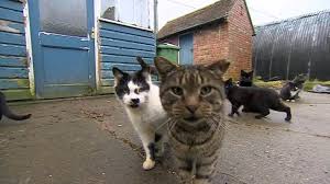 Yes, we frequently have cats available for rehoming who would fit. Evicted Shropshire Farmer S Plea To Rehome Feral Cats Bbc News