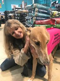 For greyhounds that have never lived with a family, adjusting to everyday life will take time. About