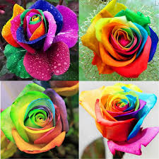 rainbow rose seed don t waste your