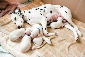 Whether your puppy will drink water at the age of four weeks depends on his behavior patterns. Weaning Puppies Lovetoknow