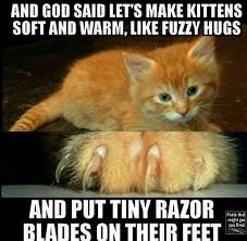 Cute baby kittens for sale near me / pin on cats big brothers big sisters : Kittens For Adoption Near Me Via Dog Groomers Near Me Reviews Kittens For Sale Scottish Fold Unlike Cute Animal Baby Animals Funny Cute Animal Photos Kittens