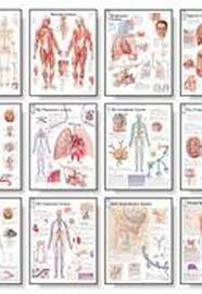 9781932922943 Body Systems Chart Set
