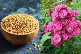 Rose Gardening Tips Malayalam Archives