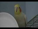 2 parrots singing and talking cockatiels videos <?=substr(md5('https://encrypted-tbn0.gstatic.com/images?q=tbn:ANd9GcT1BuwiI3dEmbziuDS2u6yPXvLAS4HYhjXr0C1HKcIurR7nO3MJAxjeD2TI'), 0, 7); ?>