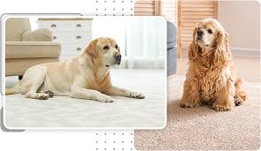 professional carpet pet treatments in