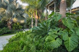 shade loving plants tropical gardens