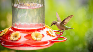 how to make hummingbird food in 3 easy