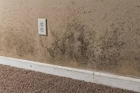 Identify And Understand Black Mold