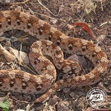 west african carpet viper african