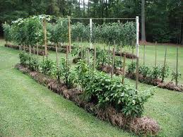 Advantages to the method include: Straw Bale Gardens Root Simple