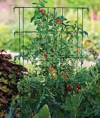 staking tomatoes produces a bigger