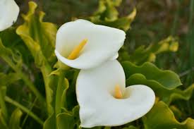 beautiful calla lily meaning