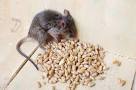 Image result for soda kills mice