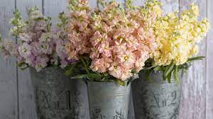 It is the stock flower and if you have seen it sometimes, it has certainly attracted your attention. Evening Scented Stock