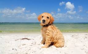 13 dog friendly beaches in florida