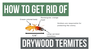 how to get rid of drywood termites