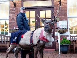 reindeer treat at wellington care