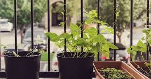 Grow Vegetables If You Live In An Apartment