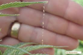 Plants need sunlight, but consider closing your curtains during the hottest time. How To Prevent And Get Rid Of Spider Broad And Russet Mites On Your Cannabis Ed Rosenthal