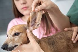 how to clean your dachshund s ears
