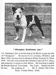 In this region, it crossed the bulldog with a blend of terriers to give the powerful dog we have today. Staffordshire Bull Terrier Wikipedia