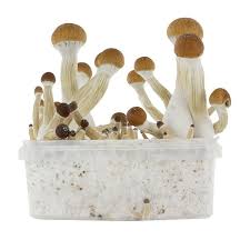 Fresh Mushrooms 'Golden Teacher' | 🍄 Magic Mushrooms - Zamnesia