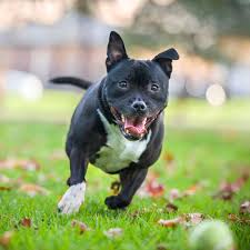 They may also be called bully, which is a nickname used for all of the bull terrier varieties. English Staffy Dog Breed Facts Traits Health Info Vets Choice