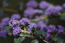 I'm not a pro at gardening, i'm a beginner in fact, but i can say that planting flowers and seeing them bloom has therapeutic. California Lilac Ceanothus