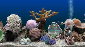 serenescreen marine aquarium 3 2 6029