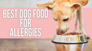 5 best dog food for allergies you