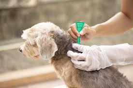 best flea treatments for dogs and cats