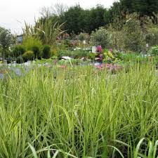 top 10 best nurseries gardening near