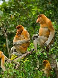 The green monkey corporation makes no claims for any of these products and assumes no liability for their use or misuse. This Is The Proboscis Monkey Also Called Long Nosed Monkeys And Bekantan Endemic To The Waterways Of Brunei Darussalam Ind Proboscis Monkey Primates Animals