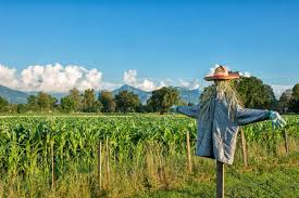 Scarecrows In Your Garden Bird