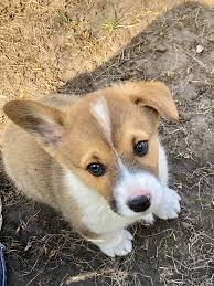 We only breed a litter of puppies after careful consideration for this next generation. Litters Mn Country Corgis