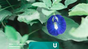 Inilah 15 manfaat dan khasiat daun pletekan untuk kesehatan. 6 Manfaat Bunga Telang Si Biru Cantik Yang Baik Untuk Kesehatan Kumparan Com