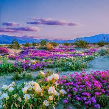 anza borrego the best places to see