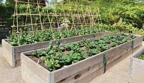 Raised Beds 101 From Materials To