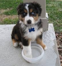 These australian shepherds are way too darling. Australian Shepherds Denver Byers Colorado Aussie Puppies Australian Shepherd Australian Shepherd Puppies