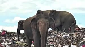 Anda dapat mengunduh gambar png gajah gratis dengan latar belakang transparan dari koleksi terbesar di pngtree. Gajah Gajah Yang Mati Perlahan Karena Makan Plastik Di Tempat Pembuangan Sampah Bbc News Indonesia