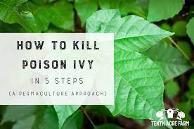 poison ivy in 5 steps