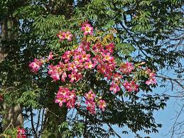 Check spelling or type a new query. Ceiba Speciosa Silk Floss Tree Succulents Network