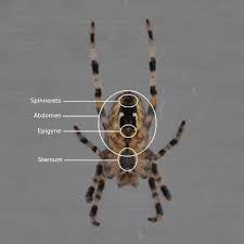 identifying common orbweavers from the